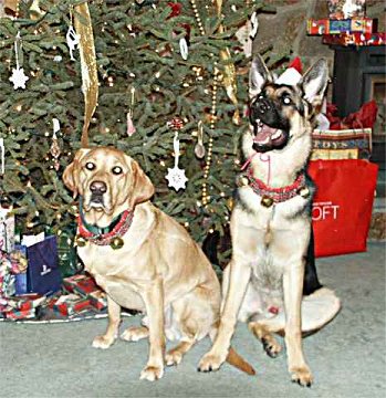 Faro and Sirius by the Christmas tree