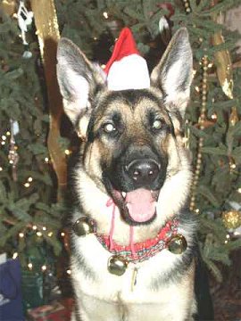 Sirius in his Santa hat