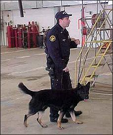 K-9 Nero and his PAPD handler Officer Farfalla