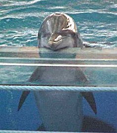 a dolphin greets the crowd