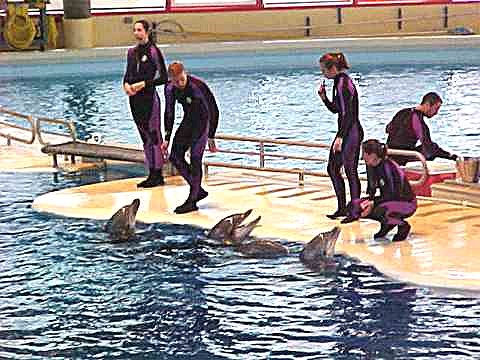 The Dolphin Show