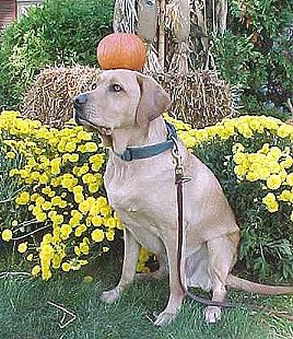 Silly Faro balancing a 
pumpkin on his head