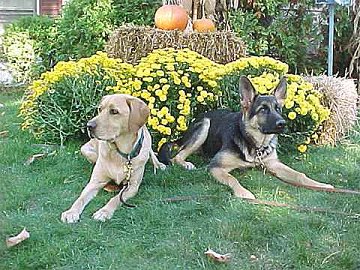 Faro and Sirius