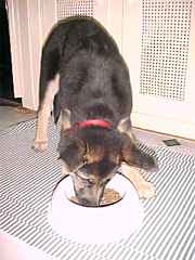 Sirius is busy eating and
doesn't even notice the camera