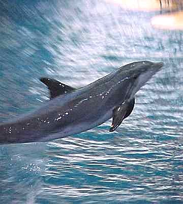 a dolphin jumps out of the water