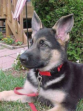 Sirius is growing into 
a beautiful German Shepherd