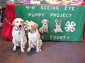 2 Seeing Eye Puppies
in front of the 4H Display