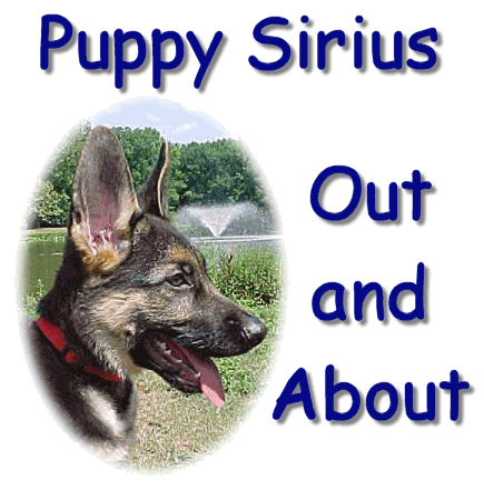 Puppy Sirius Out and About