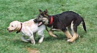 Sirius and Seeing Eye Puppy, Erica,
playing a Game of Tag