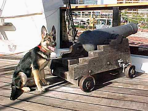 Puppy Sirius checking out one of the ship's cannons