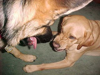 Faro showing Sirius who's boss