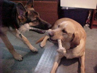 Sirius and Faro playing Tug-O-War