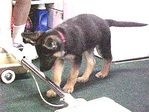 young Sirius checks out the vaccum cleaner
July 2002