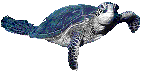 underwater turtle