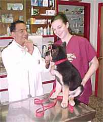 August 5, 2002
A TRIP TO THE VET
Eleven weeks old.
Dr. Roy and his assistant,
(Rahway Animal Hospital)
examine Sirius