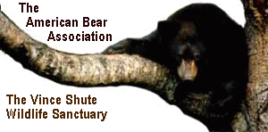 The american bear association