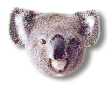 Koalas