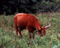 Tirbovo