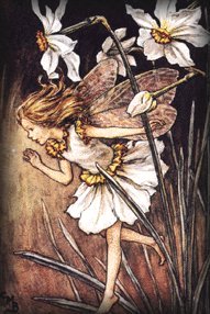 Narcissus Faerie