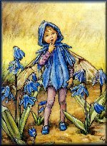 Scilla Faerie