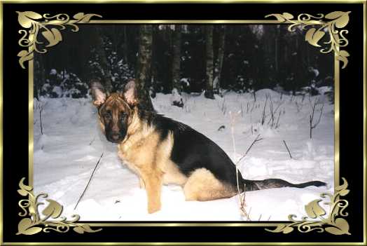 Buster