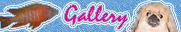 header_gallery