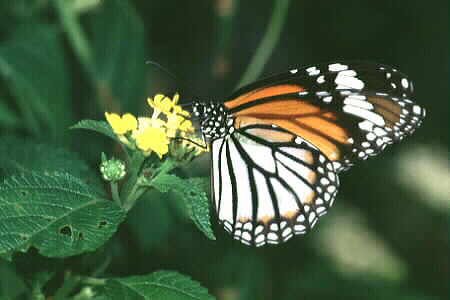 The Common Tiger