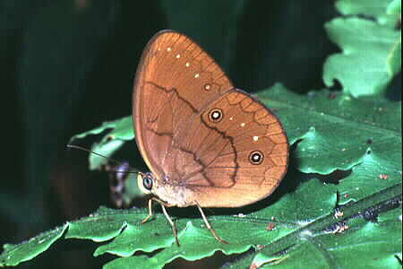 Faunis gracilis