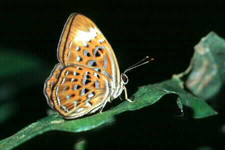 The Harlequin