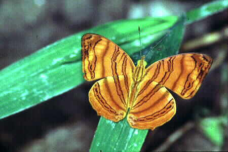 The Wavy Maplet