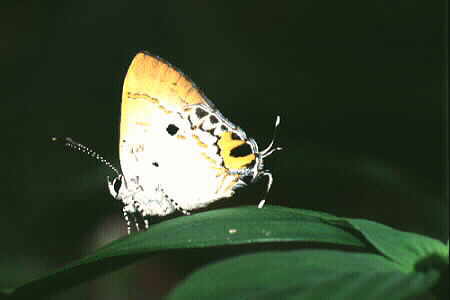 Chliaria othona