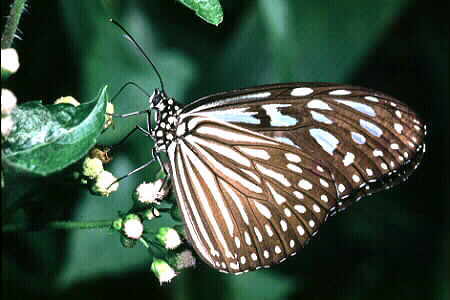 The Blue Glassy Tiger