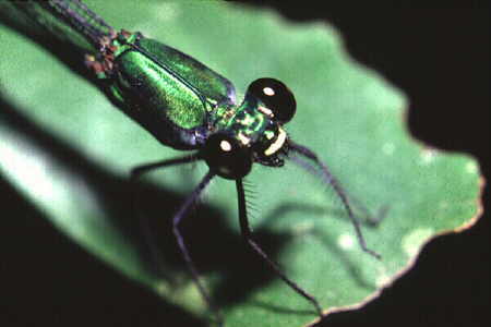 Damselfly 5