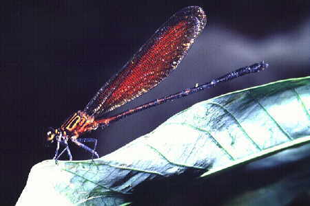 Damselfly 2