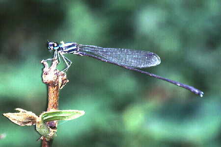 Damselfly 3