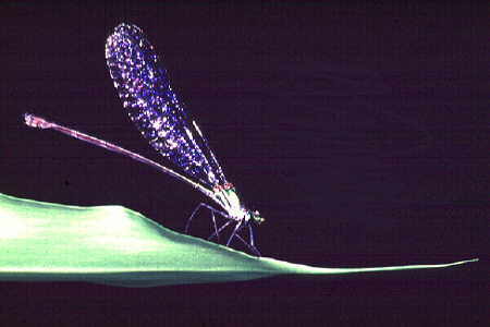 Damselfly 4