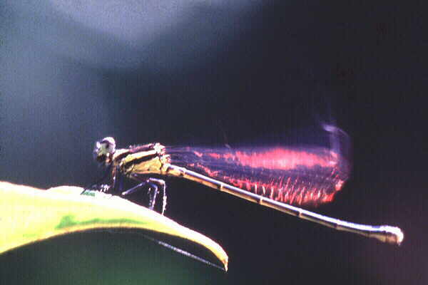 Damselfly 5