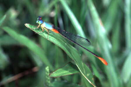 Damselfly 1