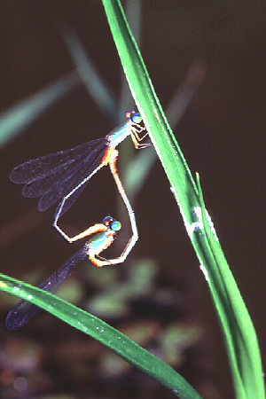 Damselfly 2