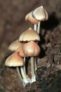 Agaric Fungus