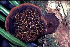 Insect larvae feeding on fungus
