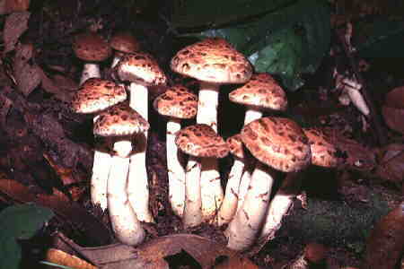 Psathyrella splendens (Coprinaceae). © Chin Fah Shin.