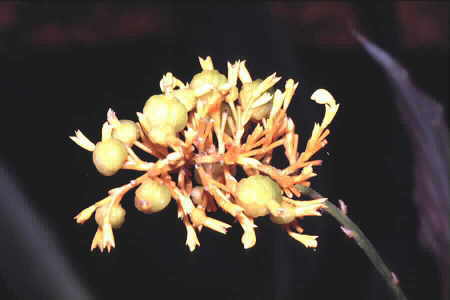 Globba sp. (pattens?)