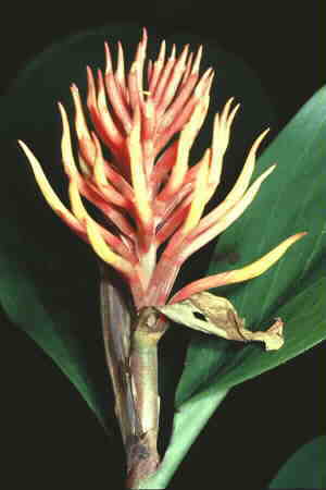 Hedychium?