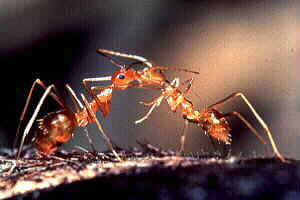 Crazy Ants
