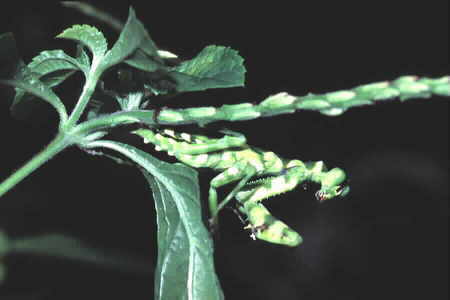 Praying Mantis