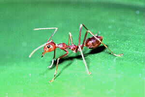 Weaver Ant