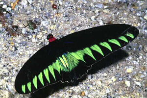 Raja Brooke's Birdwing. Copyright © Chin Fah Shin.