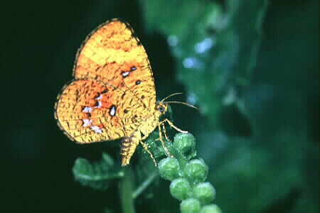 Callidula sumatrensis