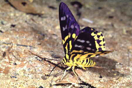 Dysphania subrepleta